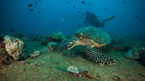 Allan Power Dive Tours