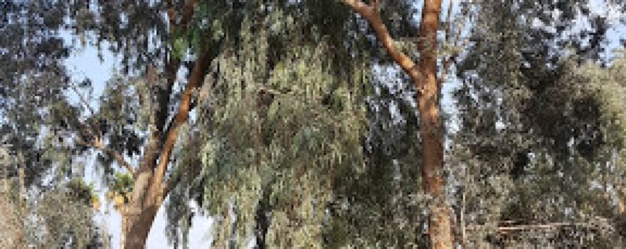 Governor's Park