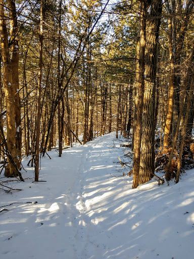 Celia Kelly's Pines