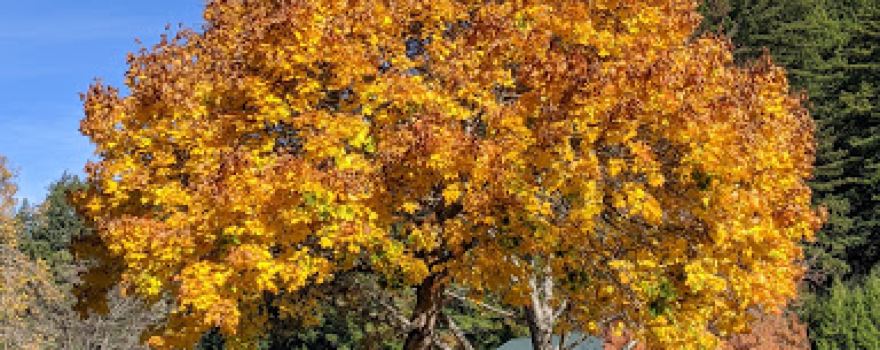 Rohner Park