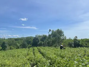 Đồi Chè Kỳ Trung
