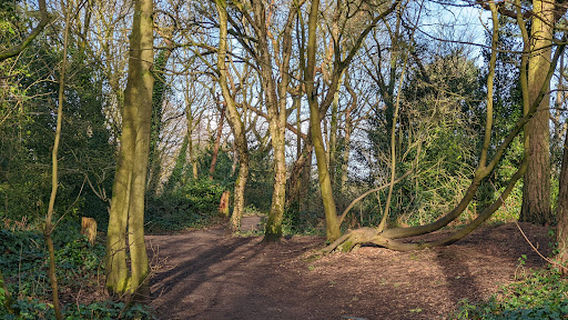 Ruff Wood