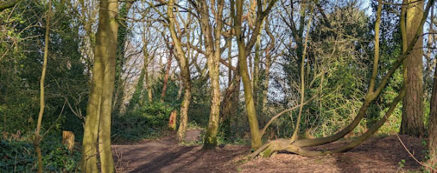Ruff Wood