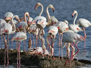 Bodrum Tuzla Kuş Cenneti