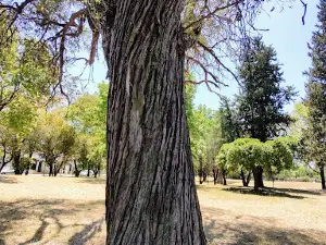 Siderca campito