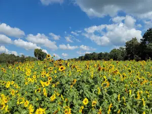Gardener's Orchard LLC
