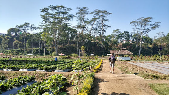 Kebun Strawberry Kalisat