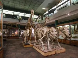 University of Aberdeen Zoology Museum