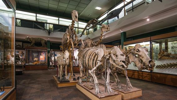 University of Aberdeen Zoology Museum