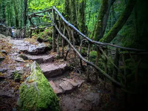 Puzzlewood