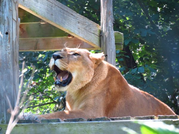 Exotic Feline Rescue Center