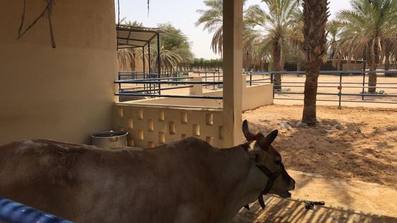 Arabian Wildlife Center