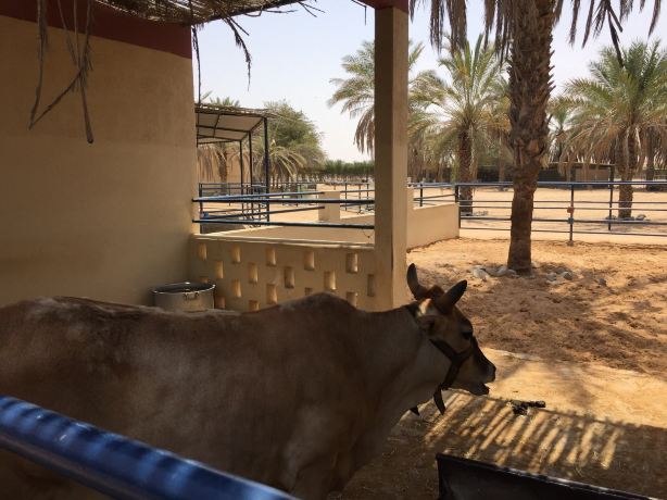 Arabia's Wildlife Centre