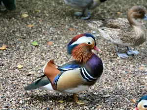 Tiergarten Ludwigslust