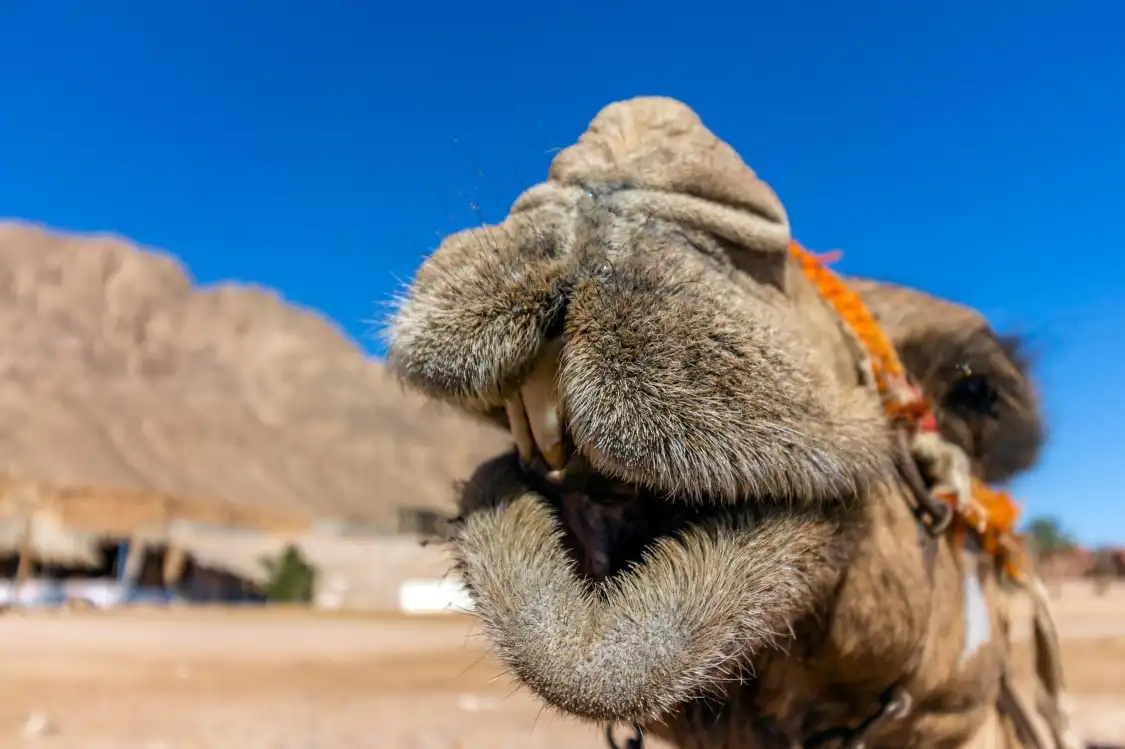Hotels near Mount Sinai