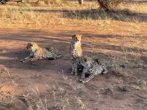 Africat