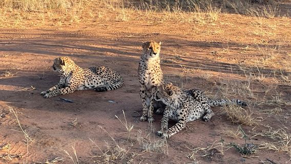 Africat