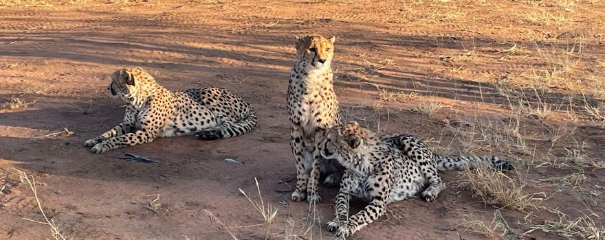 Africat
