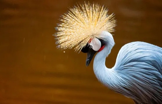 Bioparc Fuengirola門票+小童餐牌小童