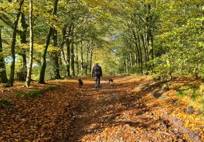 Mendip