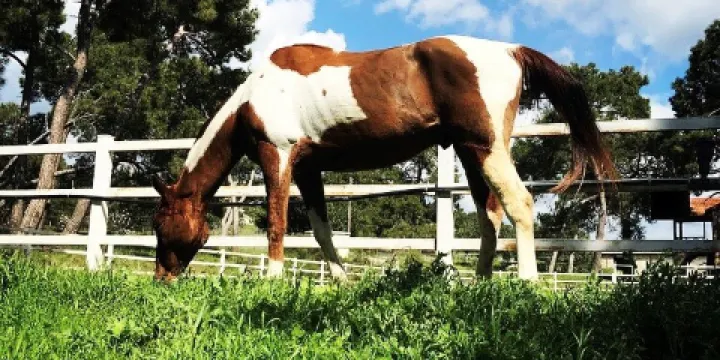 Aphrodite Hills Riding Club