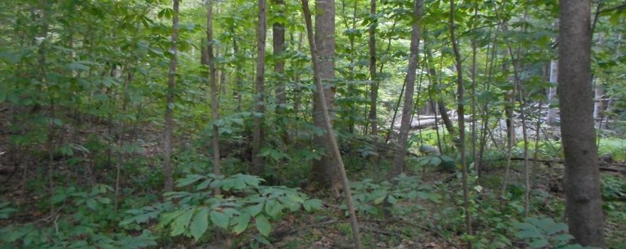 Bloody Ravine