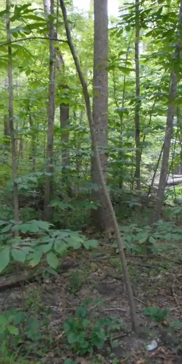 ロバーツのホテル