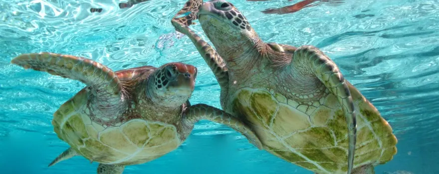 Dive N' Smile Bora-Bora