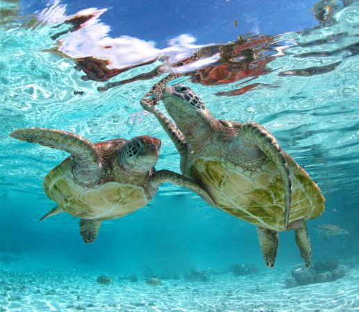 Dive N' Smile Bora-Bora