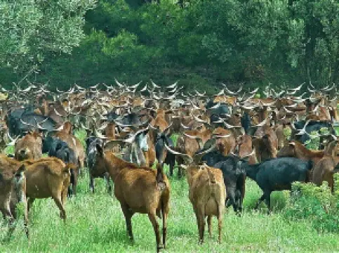 La Pastorale du Regagnas