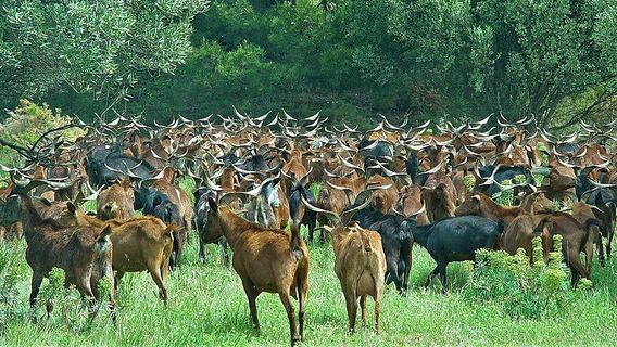 La Pastorale du Regagnas