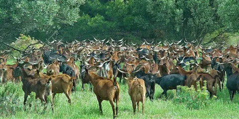 La Pastorale du Regagnas