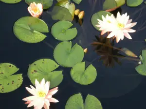 Atlanta Botanical Garden, GAINESVILLE