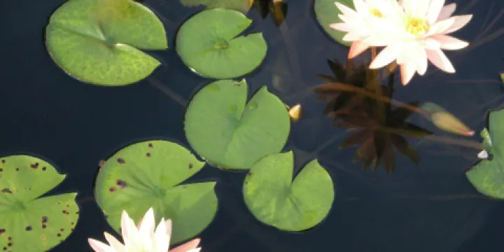 Atlanta Botanical Garden, GAINESVILLE