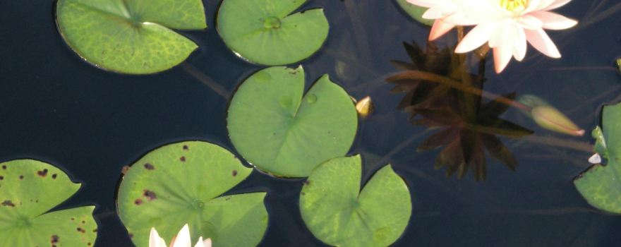 Atlanta Botanical Garden, GAINESVILLE