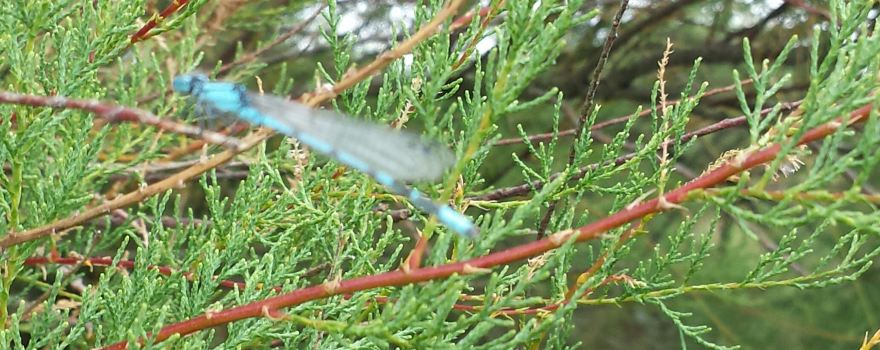 Reserve Naturelle Regionale du Marais of the Vacherie