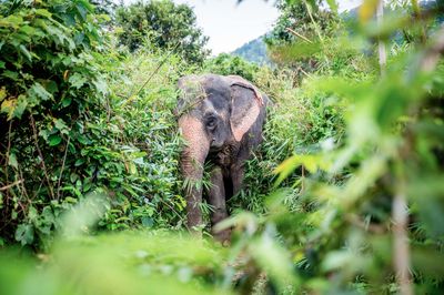 Phang Nga Elephant Park