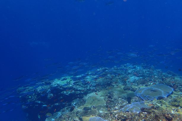 Batu Bolong Reef