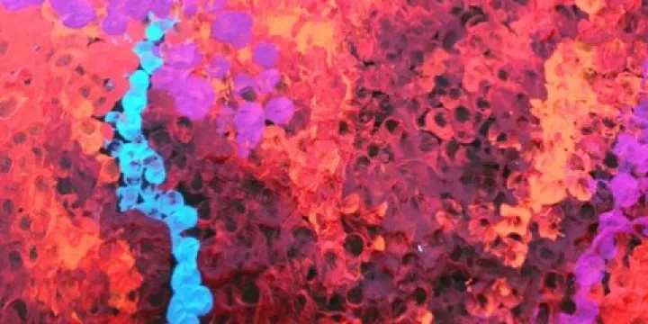 Western Desert Art Movement