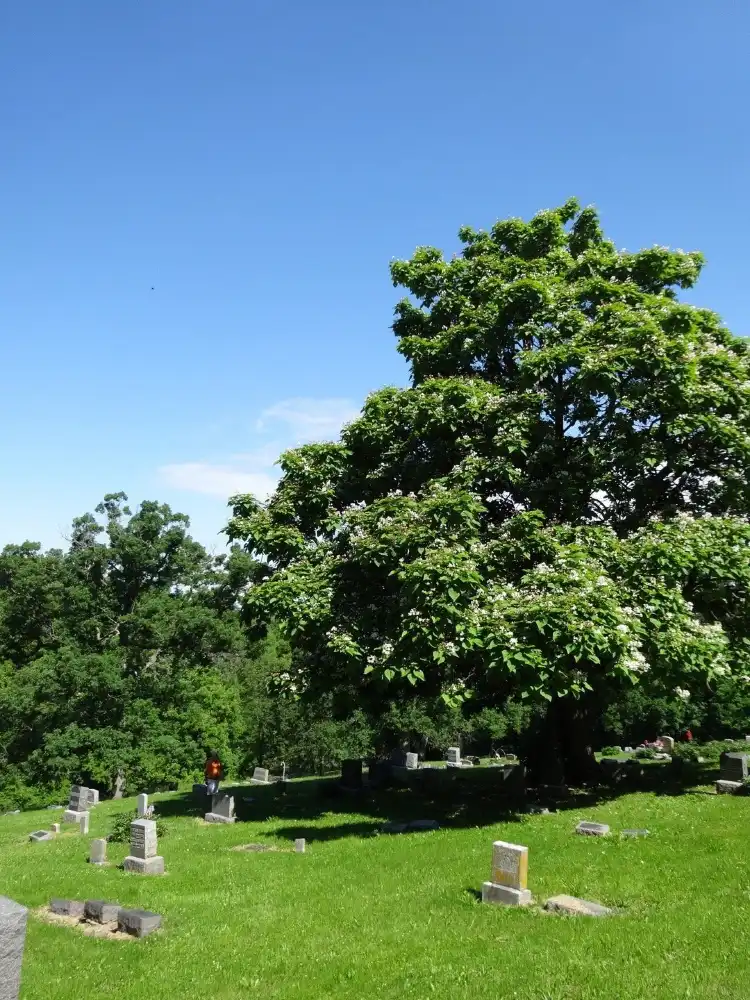 Hotels near MT Olivet Cemetery Association