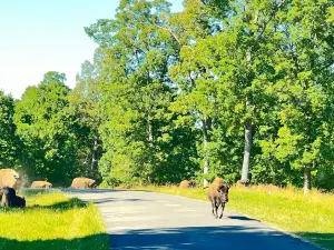 Elk & Bison Prairie