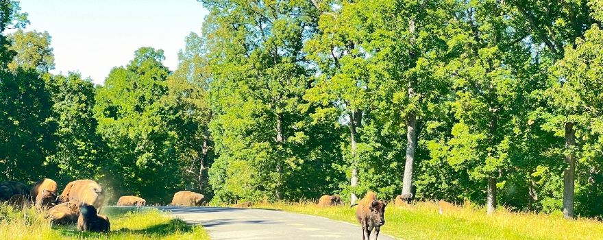 Elk & Bison Prairie