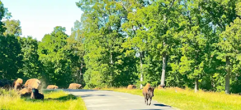 Hotels in Trigg County