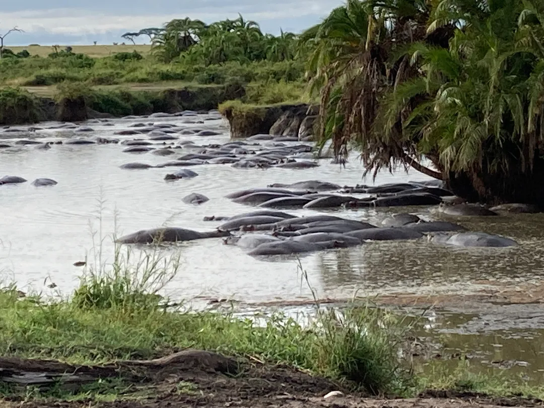 3_African Pangolin Safaris