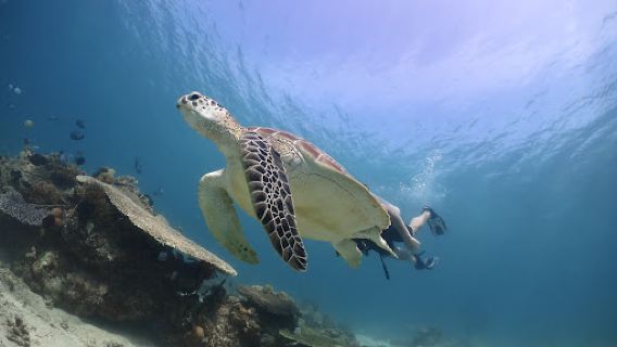 Four Elements Eco Dive – Scuba Diving & Courses in Gili Air