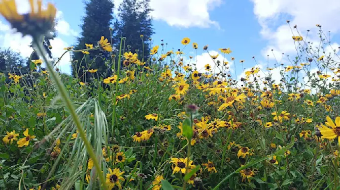 San Diego River Garden in Mission Valley