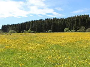 Border Forest Holiday Park