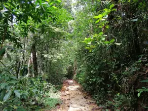 Kottawa Reserve Forest