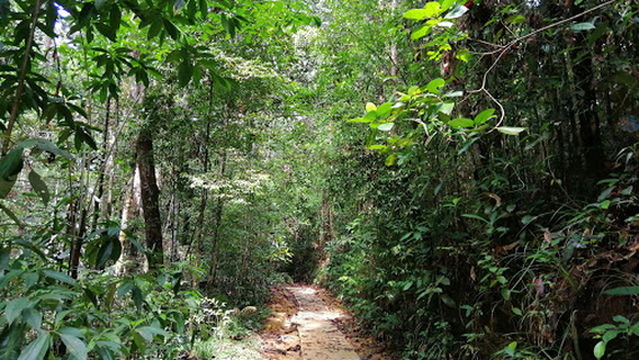 Kottawa Reserve Forest