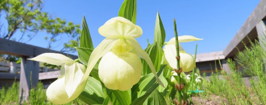 Rebun Lady’s Slipper Preserve